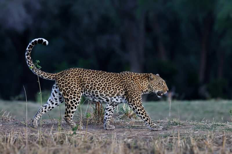 r7a5206 01 800x533 r7a5206 01 800x533