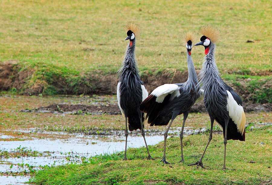 africa zambia south luangwa gallery grey crowned crane gallery africa zambia south luangwa gallery grey crowned crane gallery