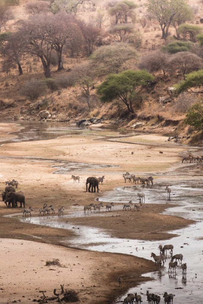 Elephants and zebras gather at a river in Tanzania's scenic landscape.