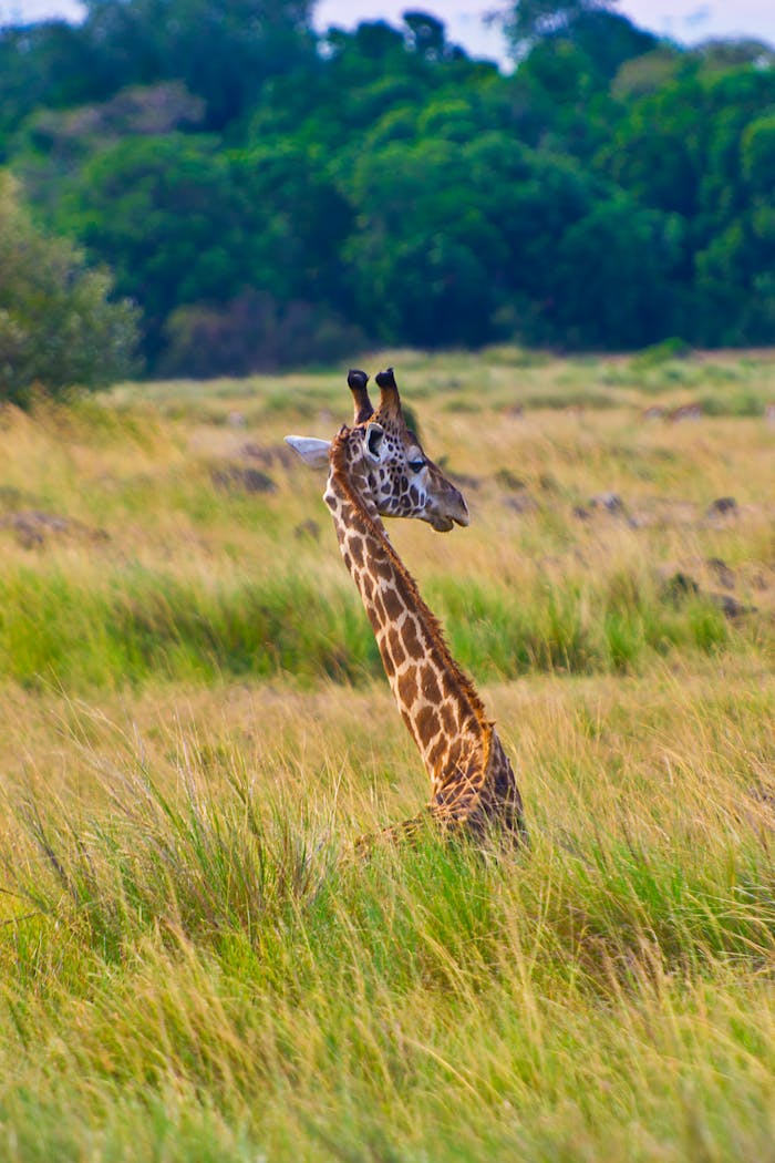 gallery-2 Giraffe sitting among the tall grasses of the Kenyan savannah, capturing serene wildlife beauty.