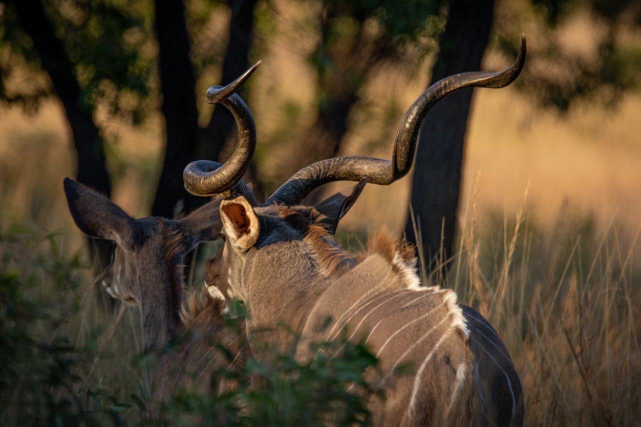 gallery-5 Close-up of a kudu antelope with twisting horns in the wilds of Bela-Bela, South Africa.