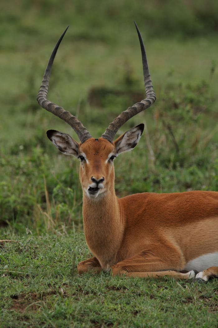 gallery-3 Portrait of beautiful impala antelope with sloping horns sitting and grazing on grassy pasture in wild nature
