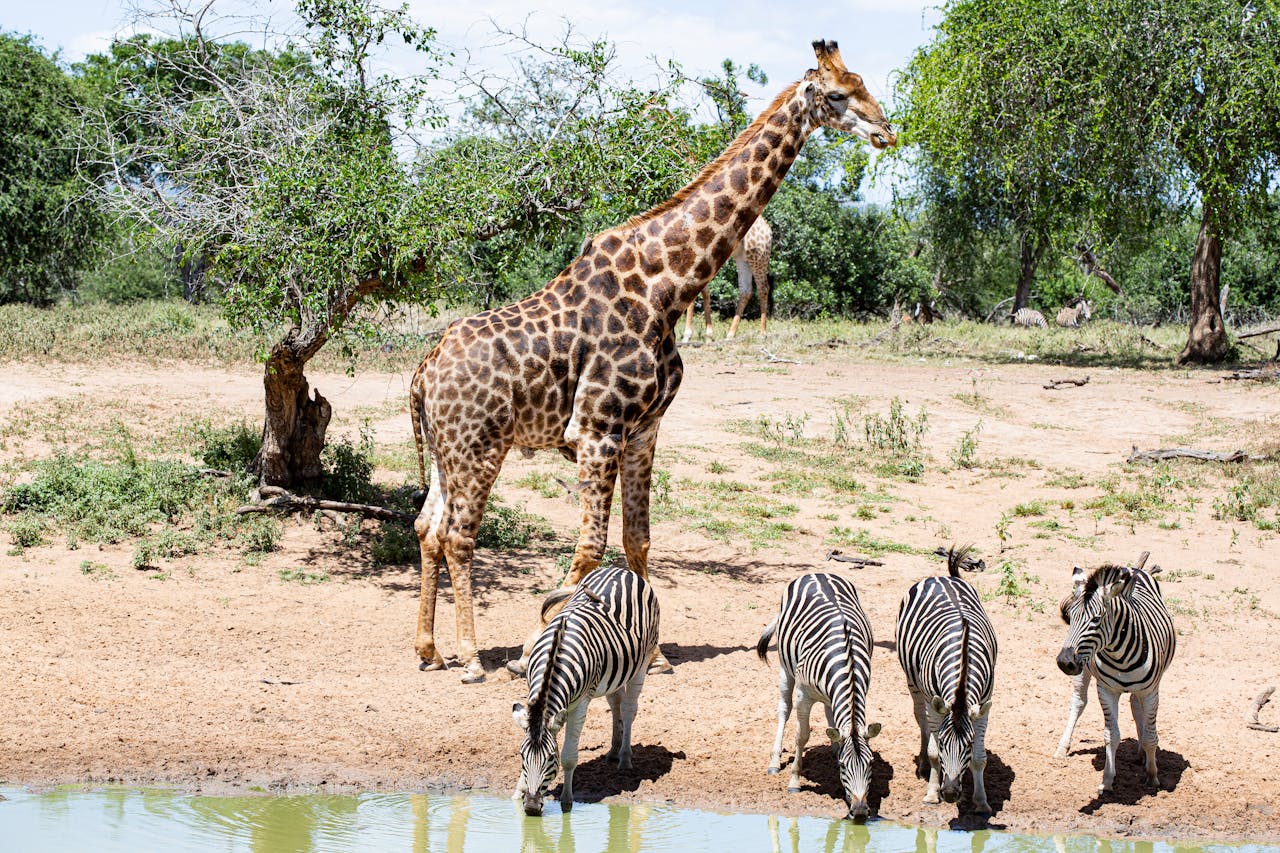 gallery-6 A serene scene of a giraffe and zebras at a waterhole in the African savannah.
