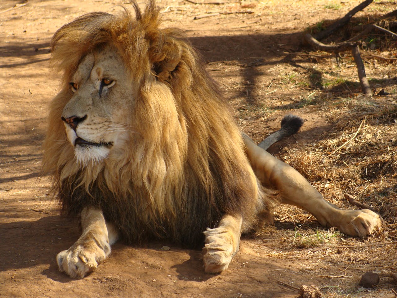 why-choose-us Close-up photo of a lion in Bo-Karoo, South Africa, showcasing its regal mane and fierce gaze.