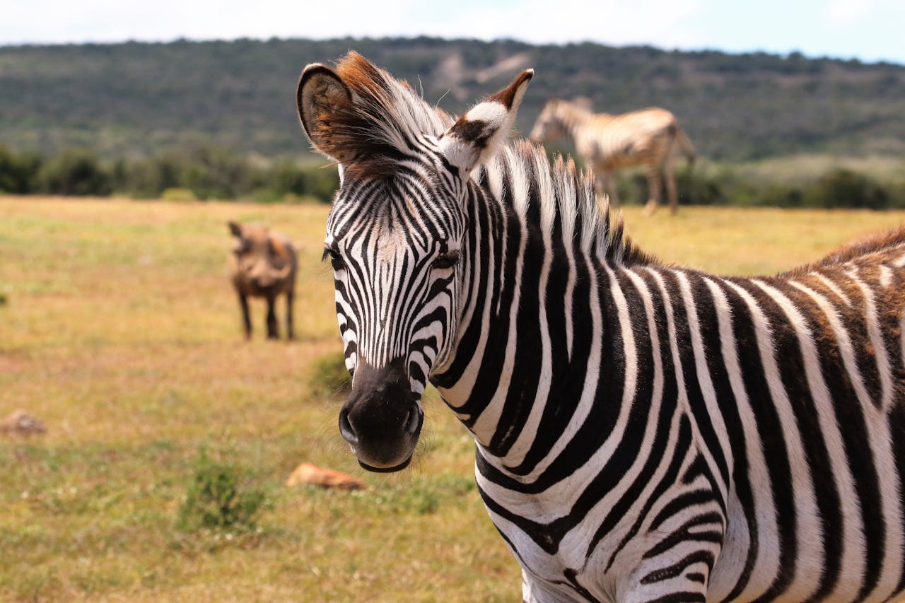 gallery-1 Zebra in a South African savanna with blurred background wildlife.